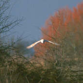 Barn Owl, Caerlaverock, Scotland, February 2001 - click for larger image