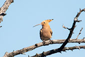 Common Hoopoe, Monfrague NP, Spain, March 2018 - click for larger image