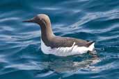 Guillemot, North Rona, Scotland, May 2005 - click for larger image