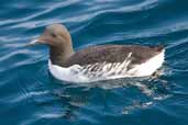 Guillemot, North Rona, Scotland, May 2005 - click for larger image