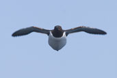 Guillemot, Sula Sgeir, Scotland, May 2005 - click for larger image