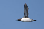 Guillemot, Sula Sgeir, Scotland, May 2005 - click for larger image