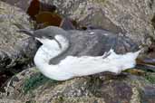 Guillemot, Musselburgh, East Lothian, Scotland, September 2002 - click for larger image