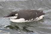 Guillemot, Musselburgh, East Lothian, Scotland, October 2002 - click for larger image