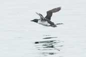 Guillemot, Orkney, Scotland, May 2003 - click for larger image