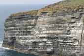 Guillemot, Westray, Orkney, Scotland, May 2003 - click for larger image