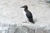 Guillemot, Westray, Orkney, Scotland, May 2003 - click for larger image