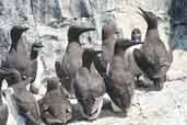 Guillemot, Farne Islands, England, June 2003 - click for larger image