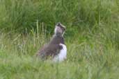 Fledgling Lapwing, Mainland, Shetland, Scotland, June 2004 - click for larger image