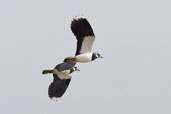  Lapwing, Trimley Marshes, Suffolk, England, March 2005 - click for larger image