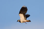  Lapwing, Mull, Scotland, June 2005 - click for larger image