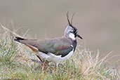  Lapwing, The Pennines, England, June 2015 - click for larger image