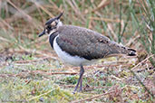 Juvenile Lapwing, The Pennines, England, June 2015 - click for larger image