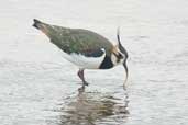 Lapwing, Aberlady, East Lothian, Scotland, October 2002 - click for larger image