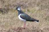Lapwing, Hoy, Orkney, Scotland, May 2003 - click for larger image