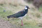 Lapwing, Lammermuirs, Scotland, April 2004 - click for larger image