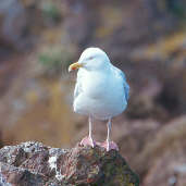 Adult Herring Gull, Dunbar, Scotland, June 2000 - click for larger image