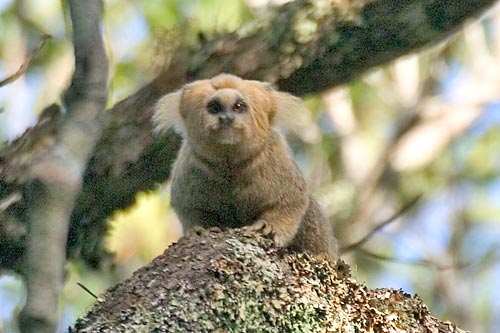 Buffy-headed Marmoset