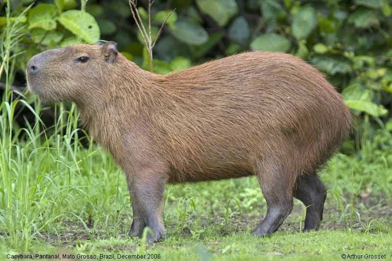 CAPYBARA, Pantanal,Mato Grosso, Brazil, December 2006 - click for ...