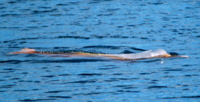 Pink Amazonian Dolphins