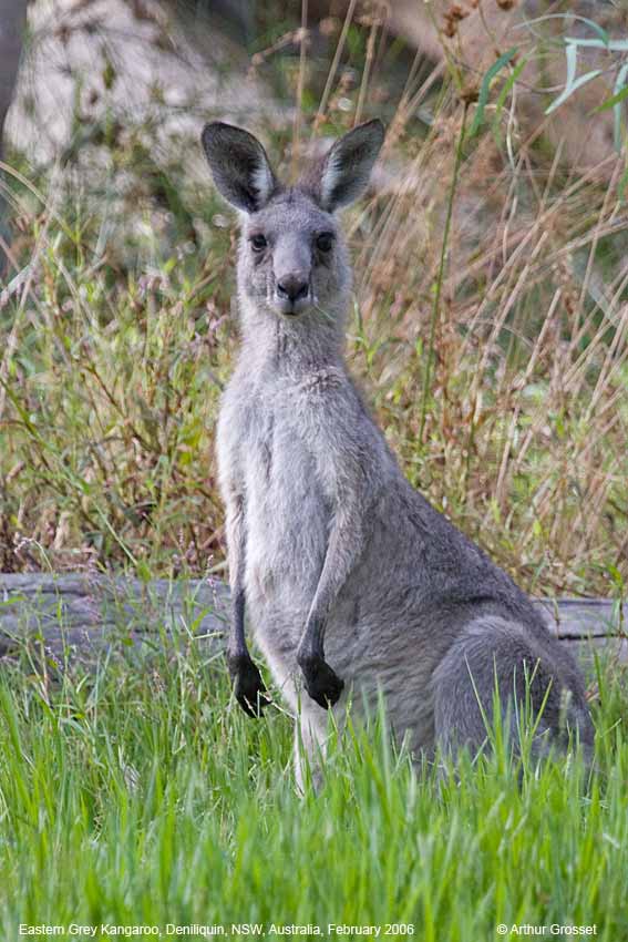 Macropus Giganteus Eastern Gray Kangaroo Macropus Giganteus Eastern Gray Kangaroo
