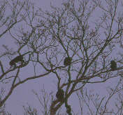 Red-handed Howler Monkey, near Itaituba, Pará, Brazil, September 2000