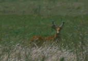 Marsh Deer, Brazil, Sept 2000 - click for larger image