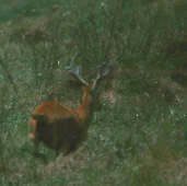 Marsh Deer, Brazil, Sept 2000 - click for larger image