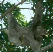 3-toed Sloth, Brazil, Sept 2000 - click for larger image