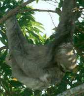 3-toed Sloth, Brazil, Sept 2000 - click for larger image