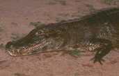 Caiman, Pantanal, Brazil, Sept 2000 - click for larger image