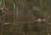 Caiman, PARNA, Brazil, Sept 2000 - click for larger image