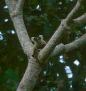 Marmoset, Brazil, Sept 2000 - click for larger image