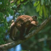 Brown Capuchin, Alta Floresta, Mato Grosso, Brazil, Sept 2000 - click for larger image