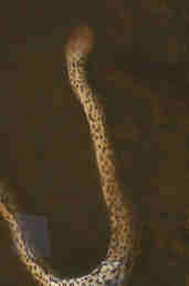Anaconda, Brazil, Sept 2000 - click for larger image