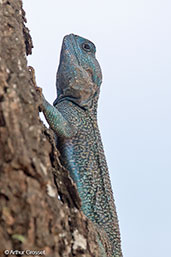 Southern Tree Agama, Yabello, Ethiopia, January 2016 - click for larger image