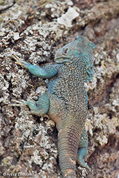 Southern Tree Agama, Yabello, Ethiopia, January 2016 - click for larger image