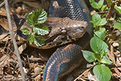 Madagascar Ground Boa, Ankarafantsika, Madagascar, November 2016 - click for larger image