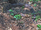 Madagascar Ground Boa, Ankarafantsika, Madagascar, November 2016 - click for larger image