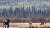 Moose, Dezadeash Lake, Yukon, Canada, May 2009 - click for larger image