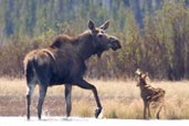 Moose, Dezadeash Lake, Yukon, Canada, May 2009 - click for larger image