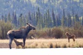 Moose, Dezadeash Lake, Yukon, Canada, May 2009 - click for larger image