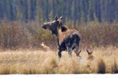 Moose, Dezadeash Lake, Yukon, Canada, May 2009 - click for larger image