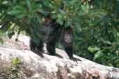 Red-handed Howler Monkey, Caxiunã, Pará, Brazil, November 2005 - click for larger image