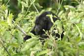 Red-handed Howler Monkey, Caxiunã, Pará, Brazil, November 2005 - click for larger image