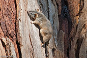 Yellow-footed Antechinus, Scott Creek, South Australia, September 2013 - click for larger image