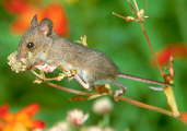 Woodmouse, Edinburgh, Scotland, September 2001 - click for larger image