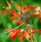 Woodmouse, Edinburgh, Scotland, September 2001 - click for larger image