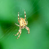 Garden Spider, Edinburgh, Scotland, September 2001 - click for larger image