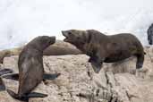 New Zealand Fur Seal, Kangaroo Island, SA, Australia, March 2006 - click for larger image